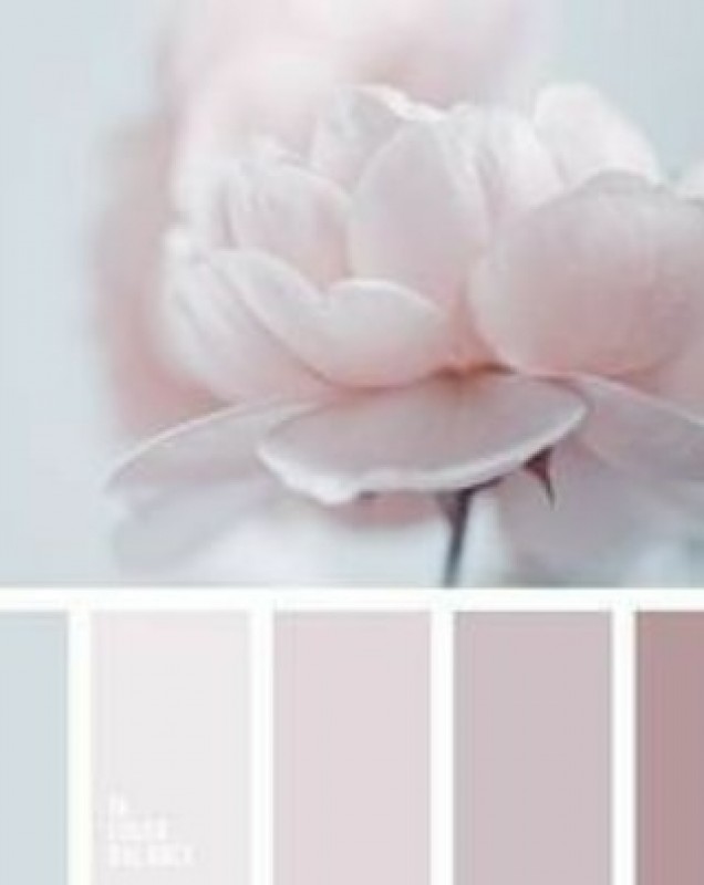 Pale pink passion sweet blue photos