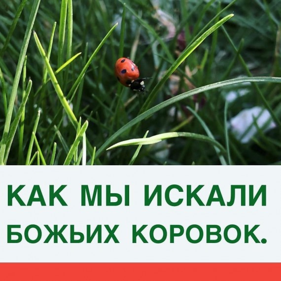 Как мы искали божьих коровок🐞