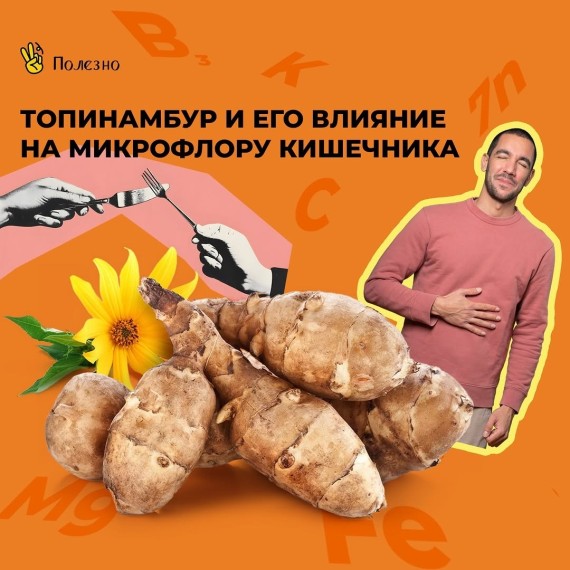 Топинамбур и его влияние на микрофлору кишечника