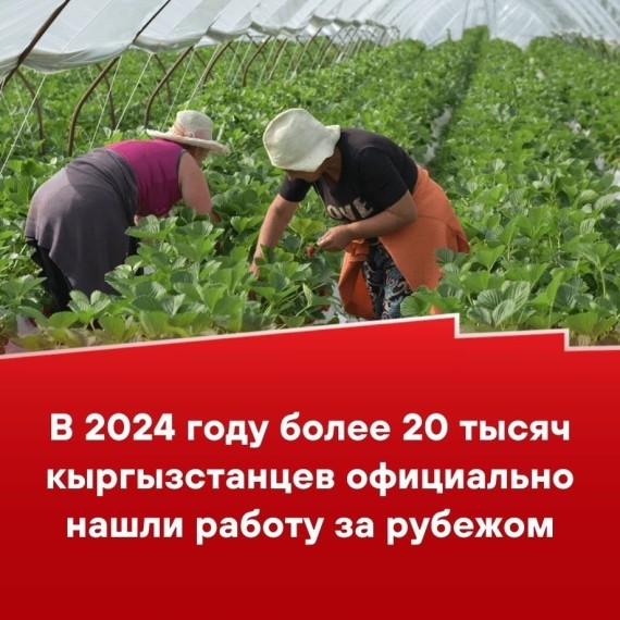 В 2024 году более 20 тысяч кыргызстанцев официально нашли работу за рубежом 